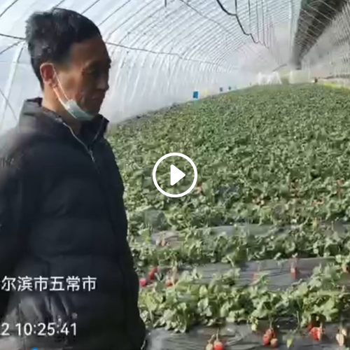 2022年02月23日五常姜大文草莓园