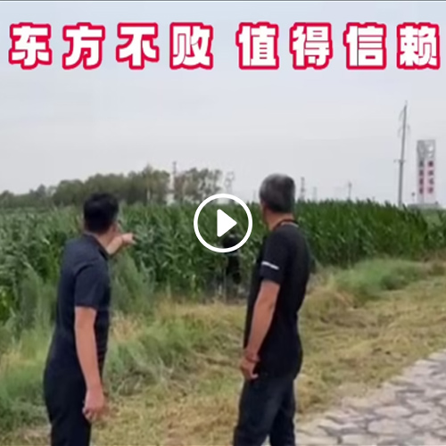 齐齐哈尔克山镇东方不败颗粒