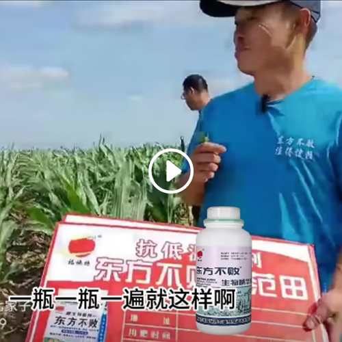 吉林松原东方不败颗粒+叶面大哥说的嘎嘎好，肥太好了玉米地对比显著