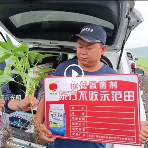 黑河嫩江大豆对比根瘤菌东方不败颗粒