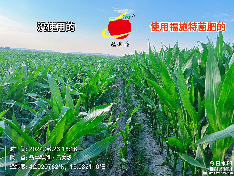 A2024.06.26内蒙翁牛特旗玉米地对.jpg