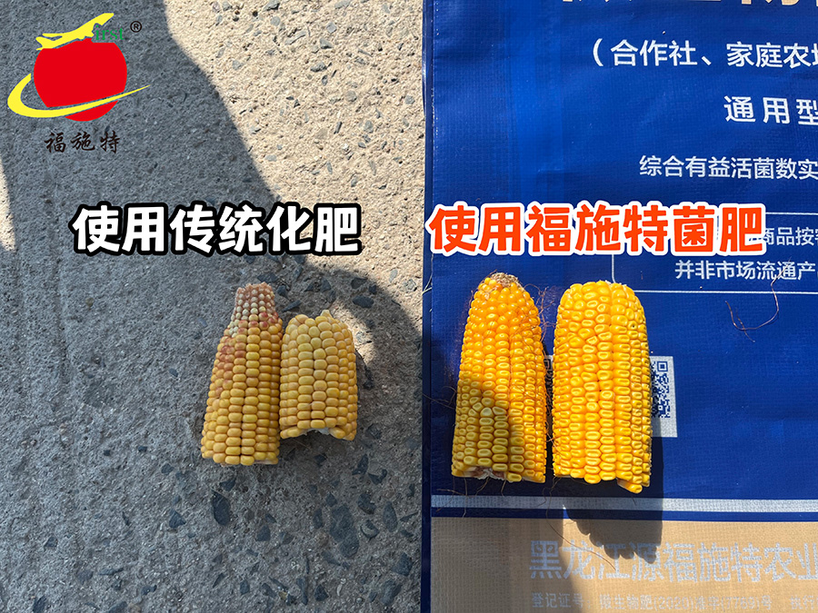 B尚志黑龙宫镇大合作社玉米田 使用福施特客订版.jpg