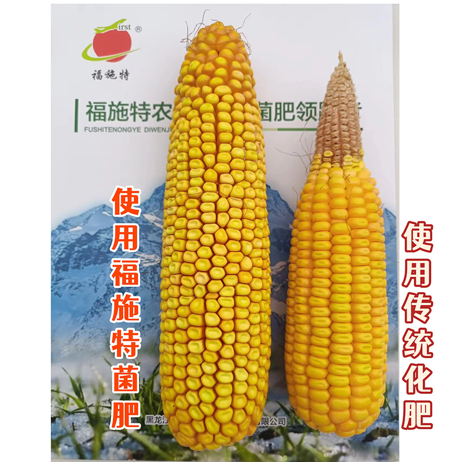 玉米使用福施特菌肥与没用的对比1.jpg