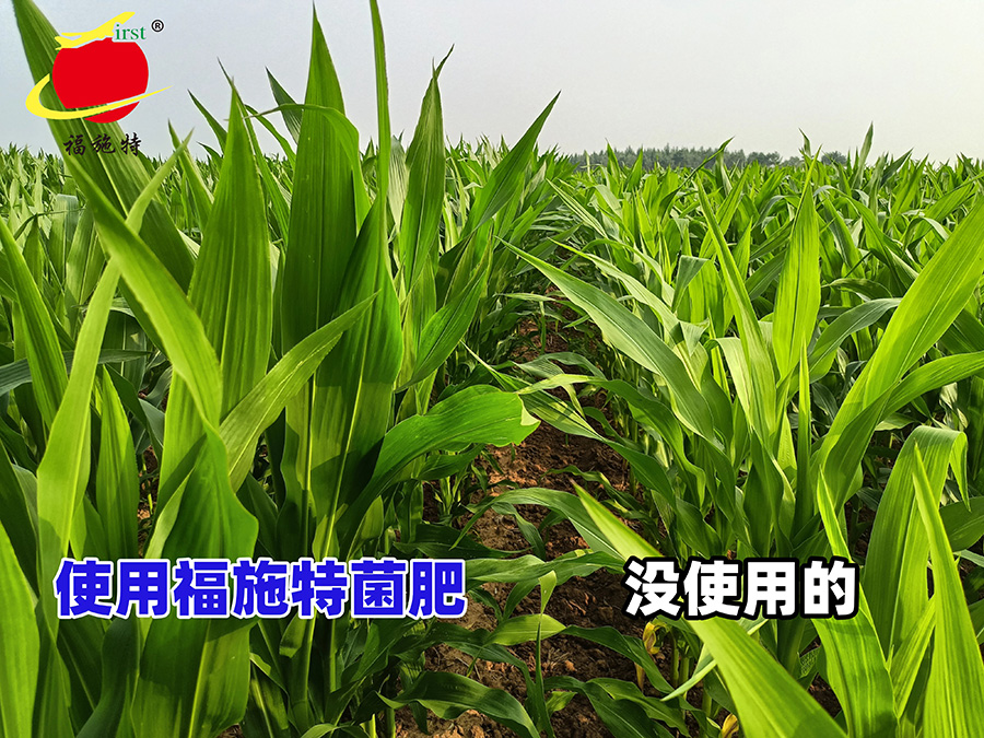 玉米田使用菌肥的与没有使用菌肥的长势对比.jpg