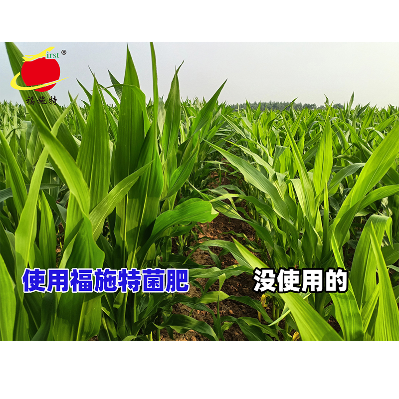 玉米田使用菌肥的与没有使用菌肥的长势对比