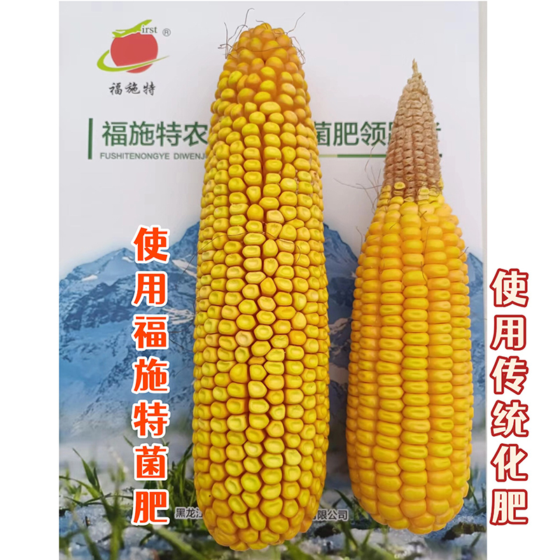 玉米使用福施特菌肥与没用的对比