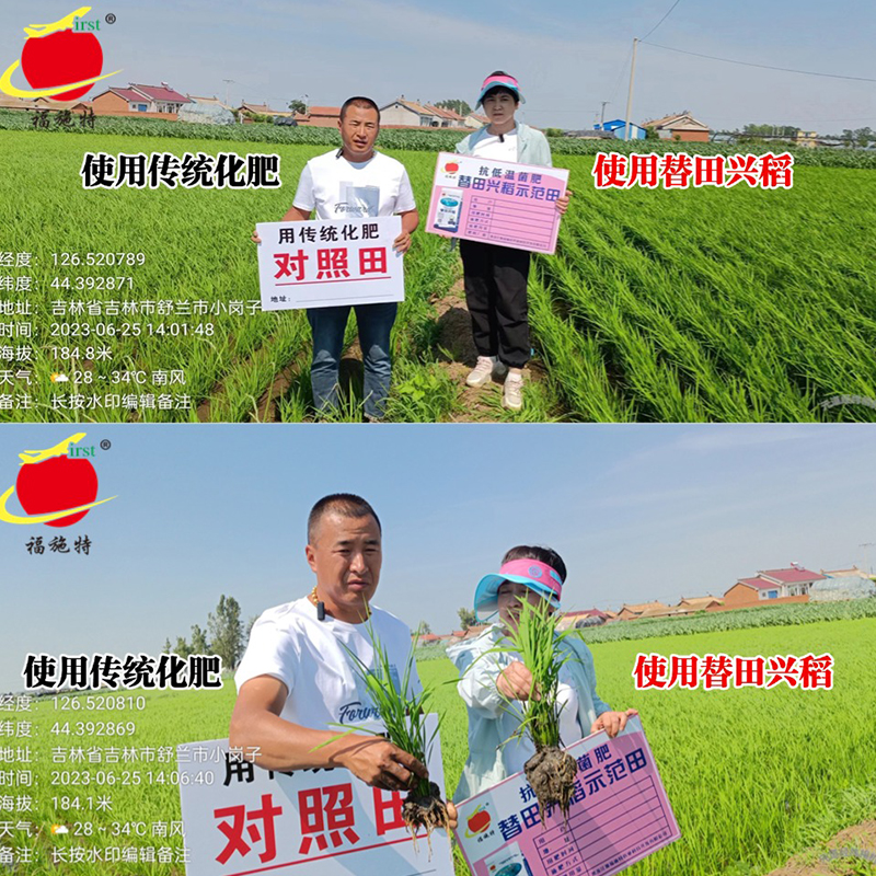 2023年06月25水稻使用插秧后使用替田兴稻与使用传统化肥的田间长势与根系对比
