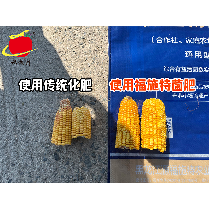 尚志黑龙宫镇大合作社玉米田使用福施特对比