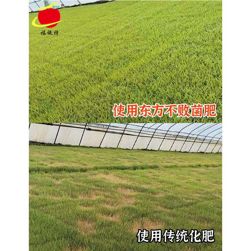 水稻苗床对比