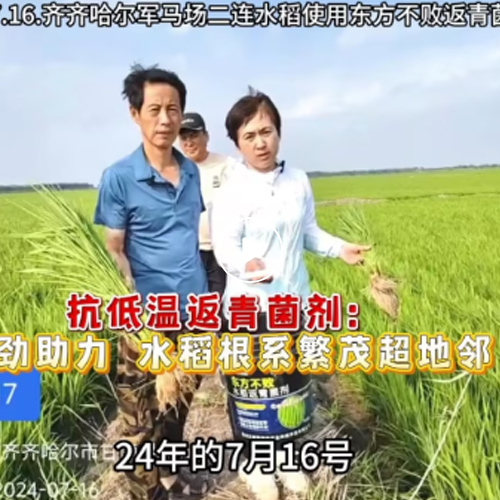 2024年07月16日齐齐哈尔军马场二连水稻使用东方不败返青菌剂效果