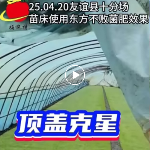 2025年4月20友谊县十分场苗床使用东方不败菌肥效果