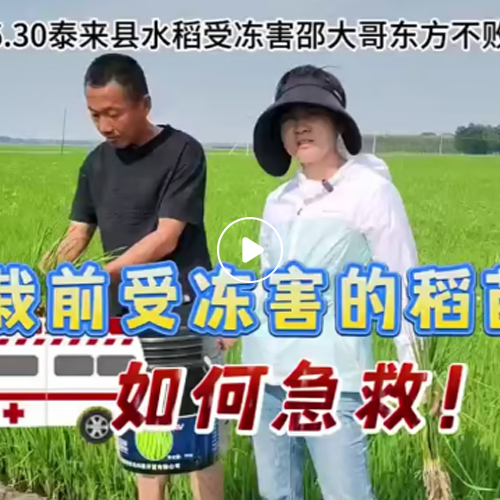 2024年6月30日泰来县水稻受冻害邵大哥东方不败返青菌剂