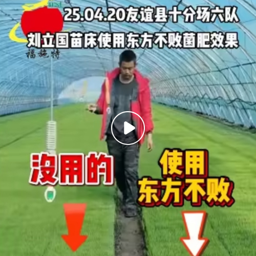 2025年4月20友谊县十分场六队刘立国苗床使用东方不败菌肥效果