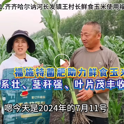 2024年07月11日齐齐哈尔讷河长发镇王村长鲜食玉米使用福施特菌肥效果