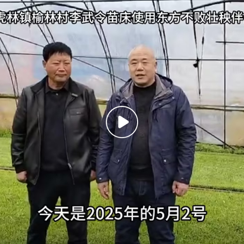 2025年5月2日虎林镇榆林村李武令苗床使用东方不败壮秧伴侣+苗床菌剂效果