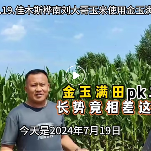 2024年07月19日佳木斯桦南刘大哥玉米使用金玉满田效果反馈