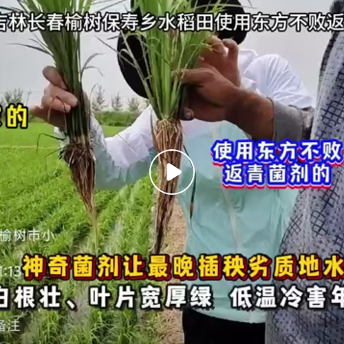 2024年6月21日吉林长春榆树保寿乡水稻田使用东方不败返青菌剂效果反馈